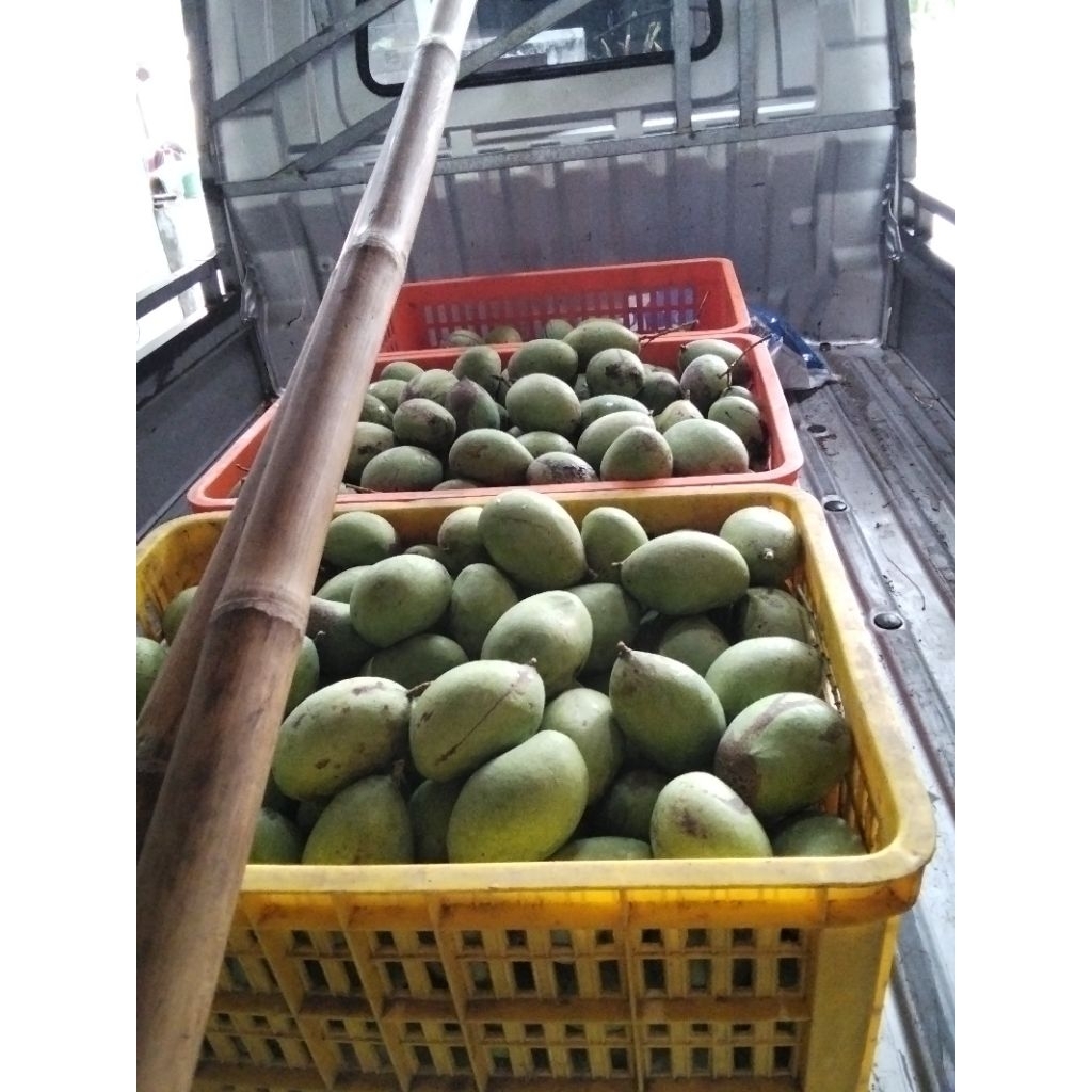 mangga gadung
