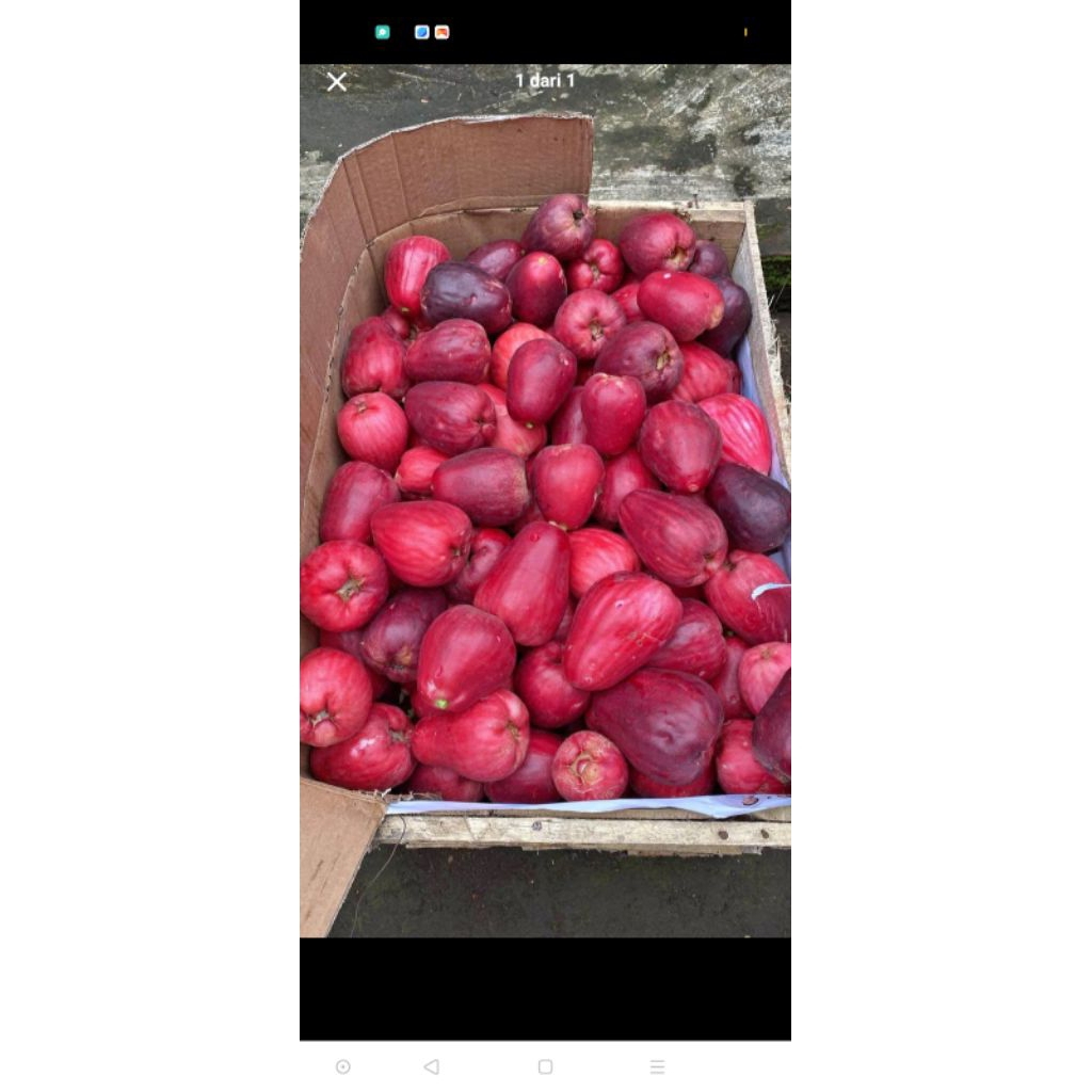 

jambu bol ataw jambu Jamaica