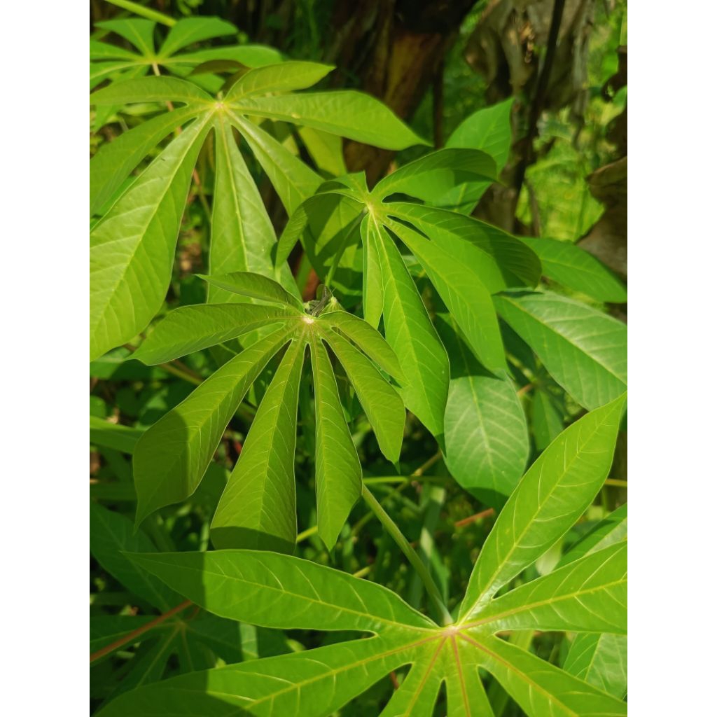 

Sayuran daun singkong muda 250 grm