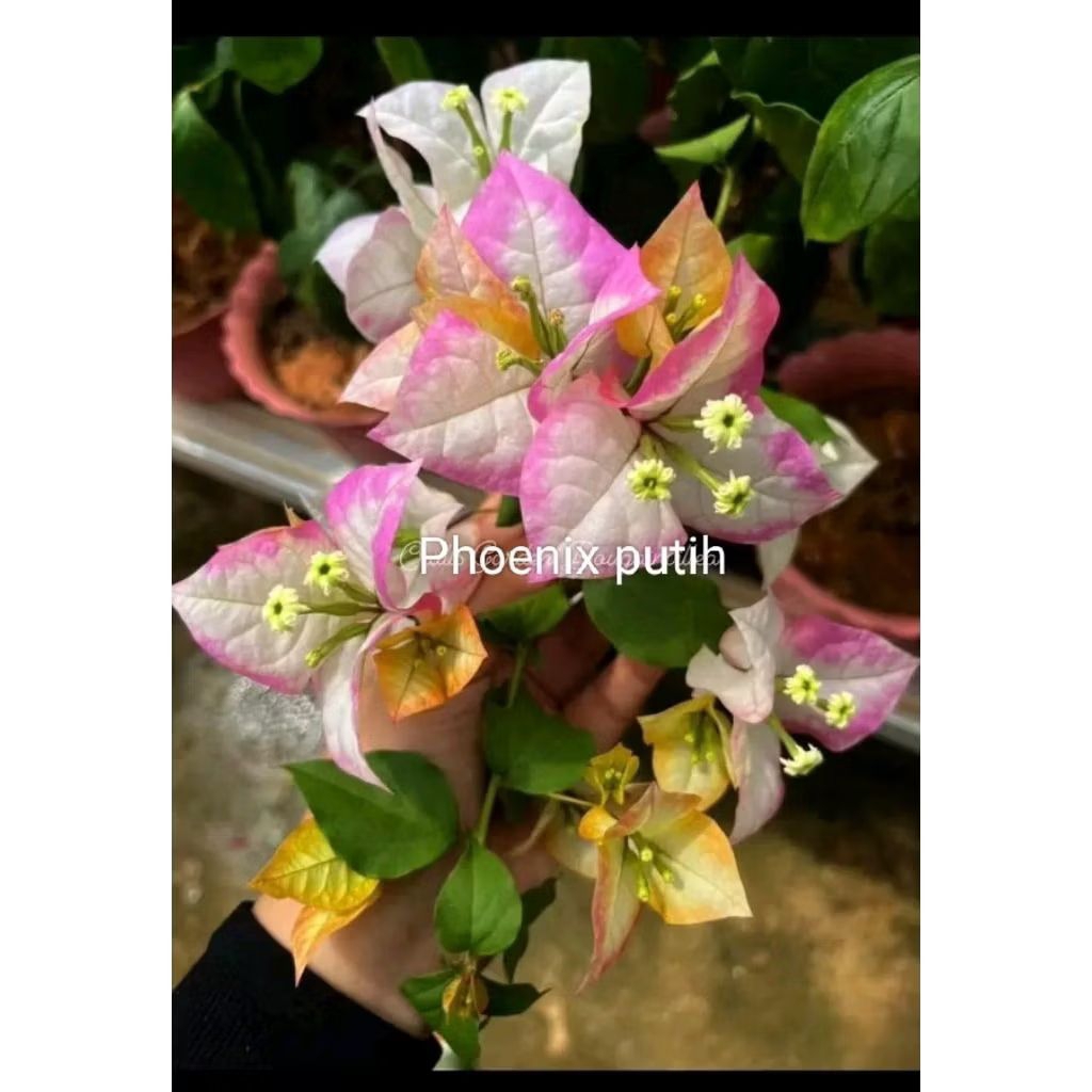 tanaman hias bougenville Phoenix white