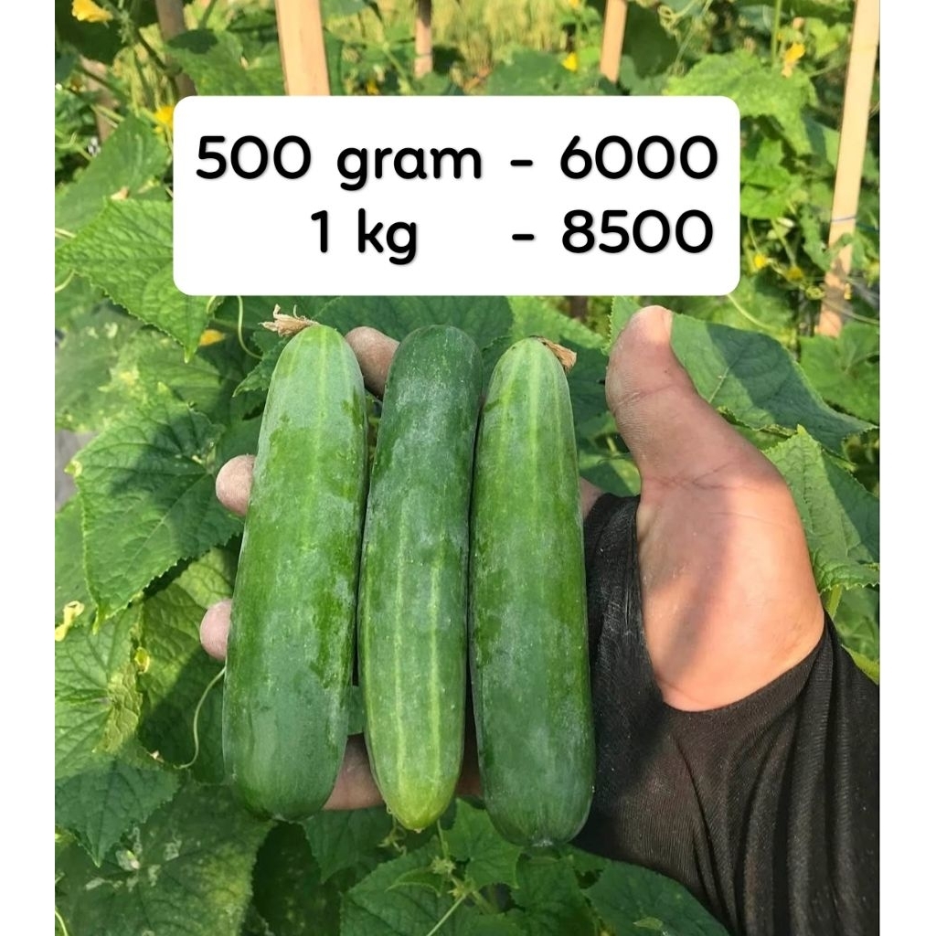 

Timun Lalap segar Fresh langsung dari kebun dengan kemasan khusus bergaransi jika rusak