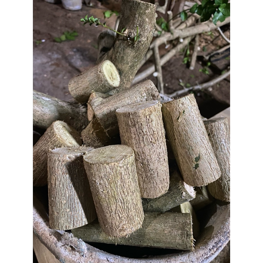 bahan stek bonsai sancang besar