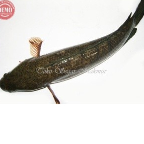 

Ikan Gabus Hidup Live 1Kg Ikan Gabus Segar Ikan Gabus Utuh Ikan Kutuk