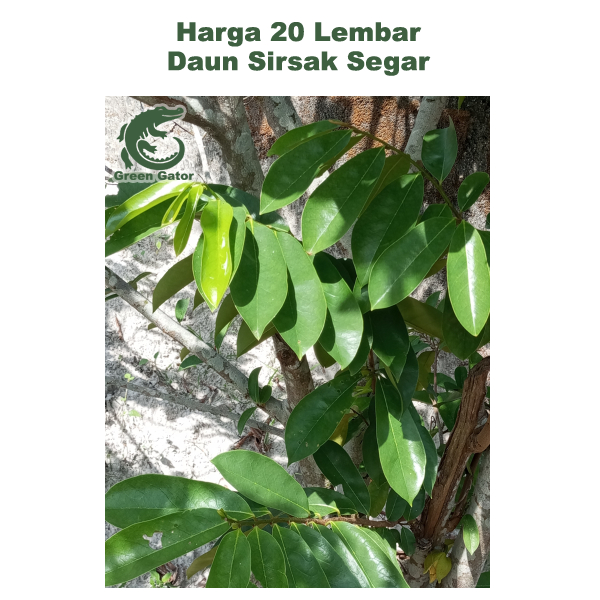 

Daun Sirsak Segar 20 Lembar