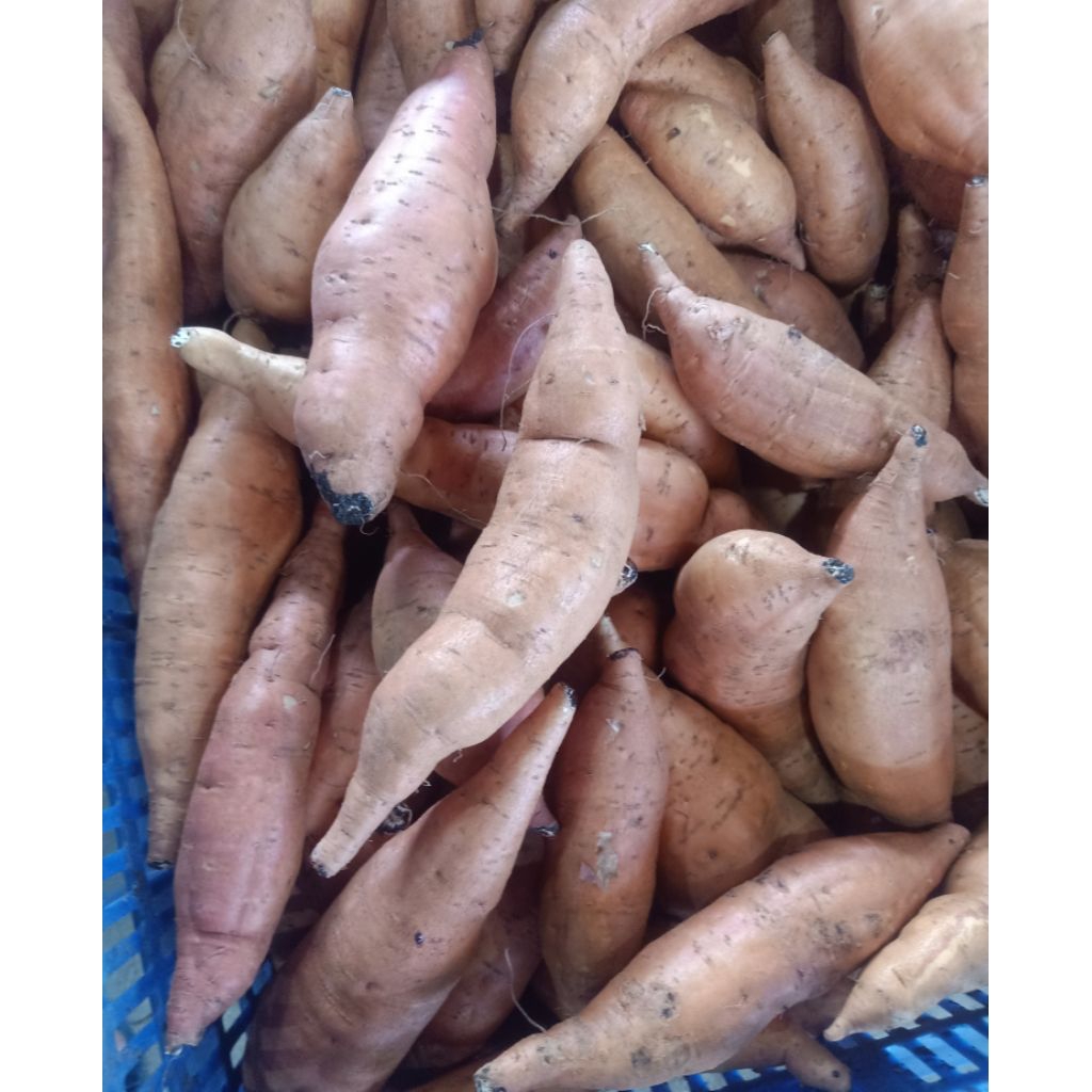 

Ubi Orange/Taiwan fresh (1kg)