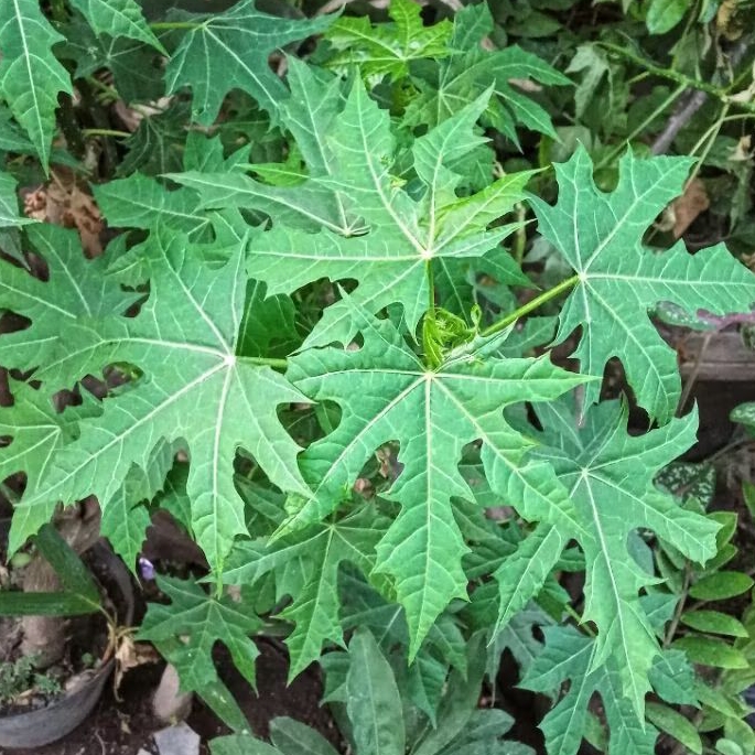 

daun pepaya jepang fresh 20 lembar
