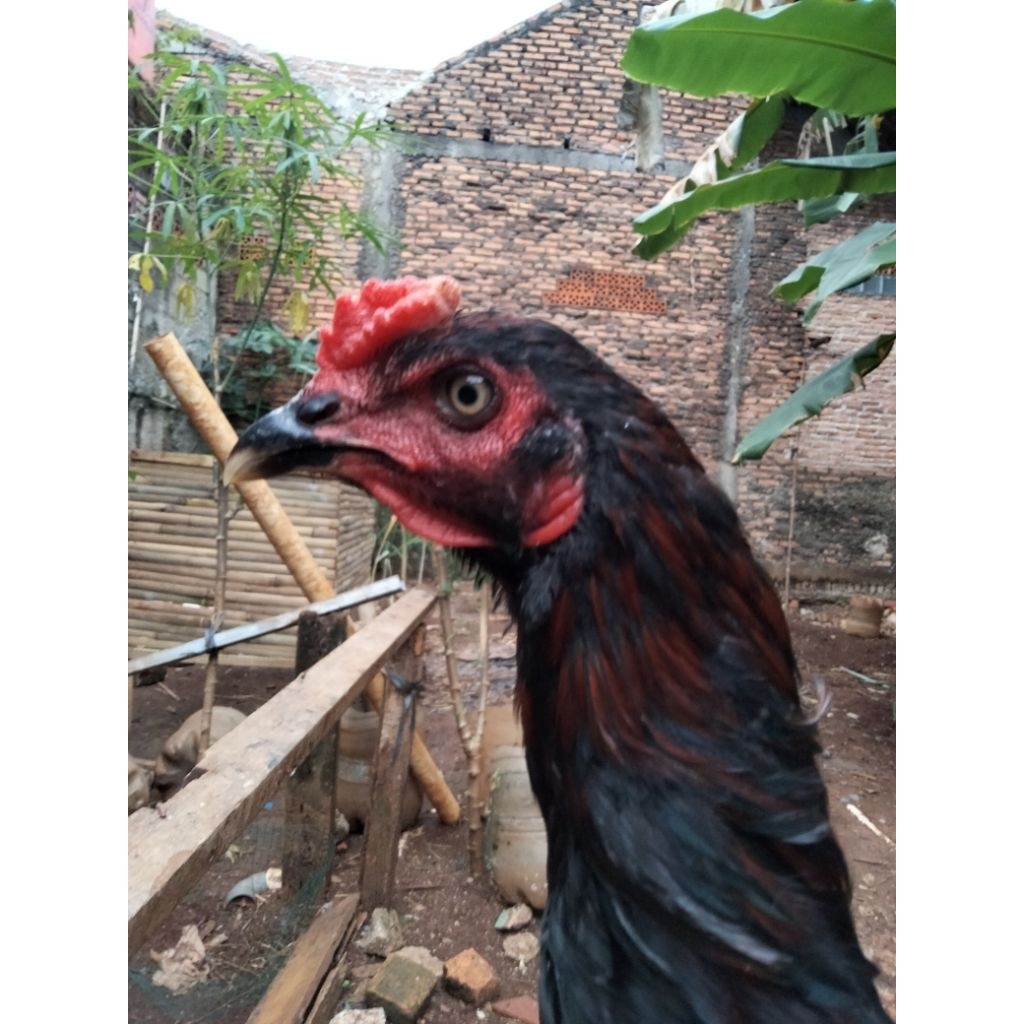 anakan ayam Pakhoy usia 7bulan (002)