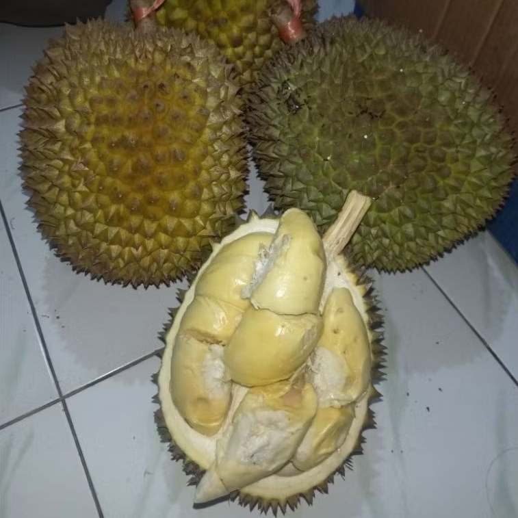 

DURIAN LOKAL SUMBERWRINGIN