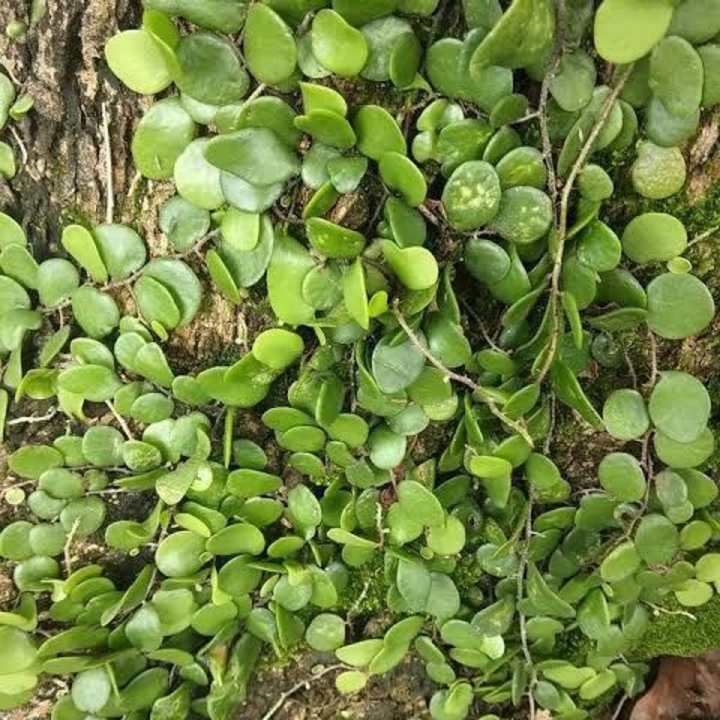 

DAUN SISIK NAGA DAUN PICISAN 200 GRAM