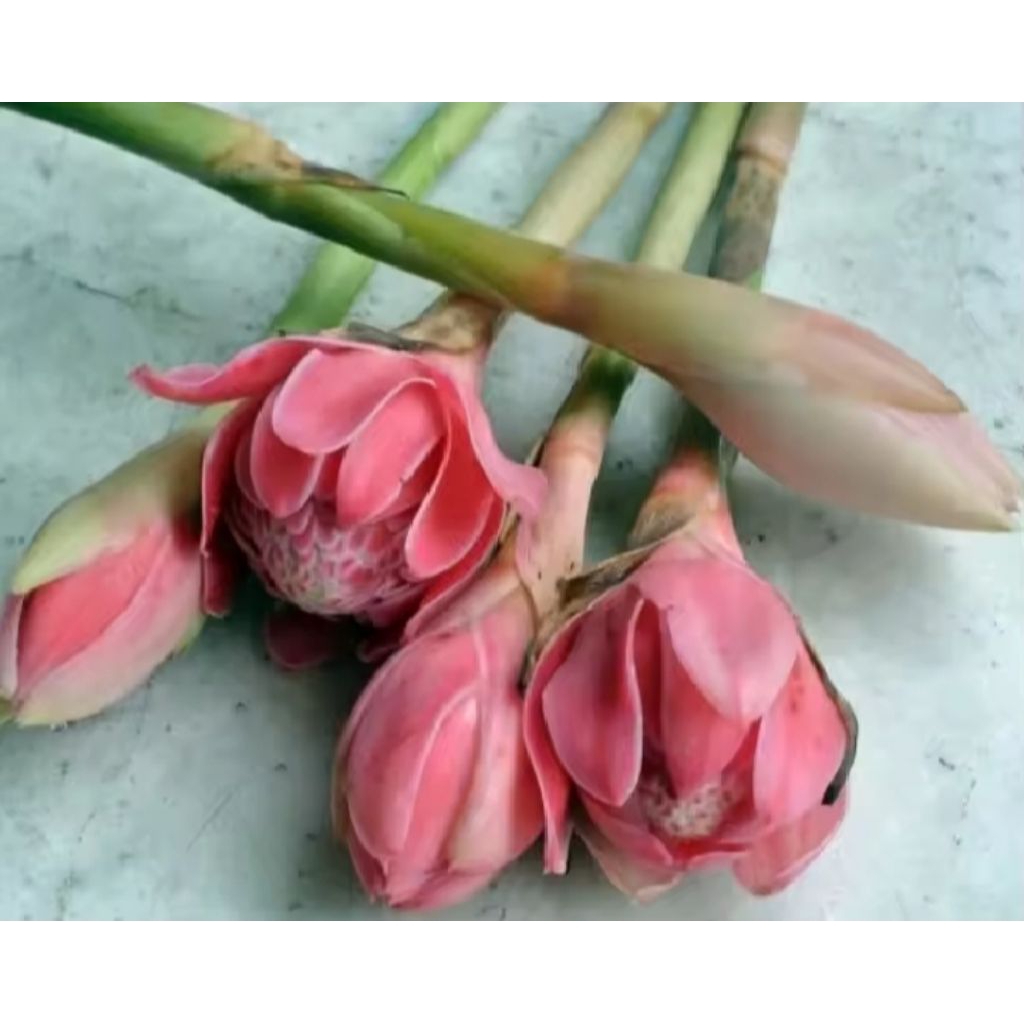 

KECOMBRANG SEGAR FRESH /1KG