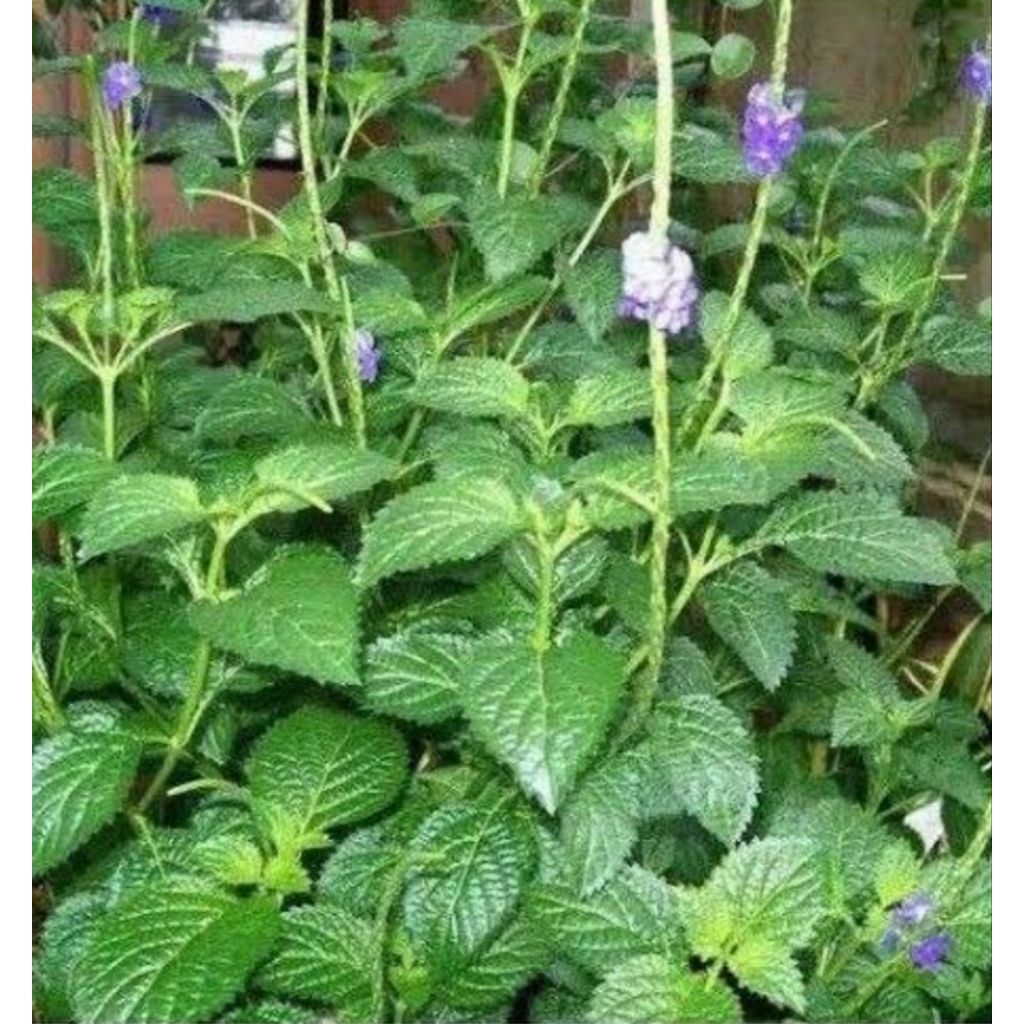 

Akar pecut kuda segar akarnya aja 100 gram