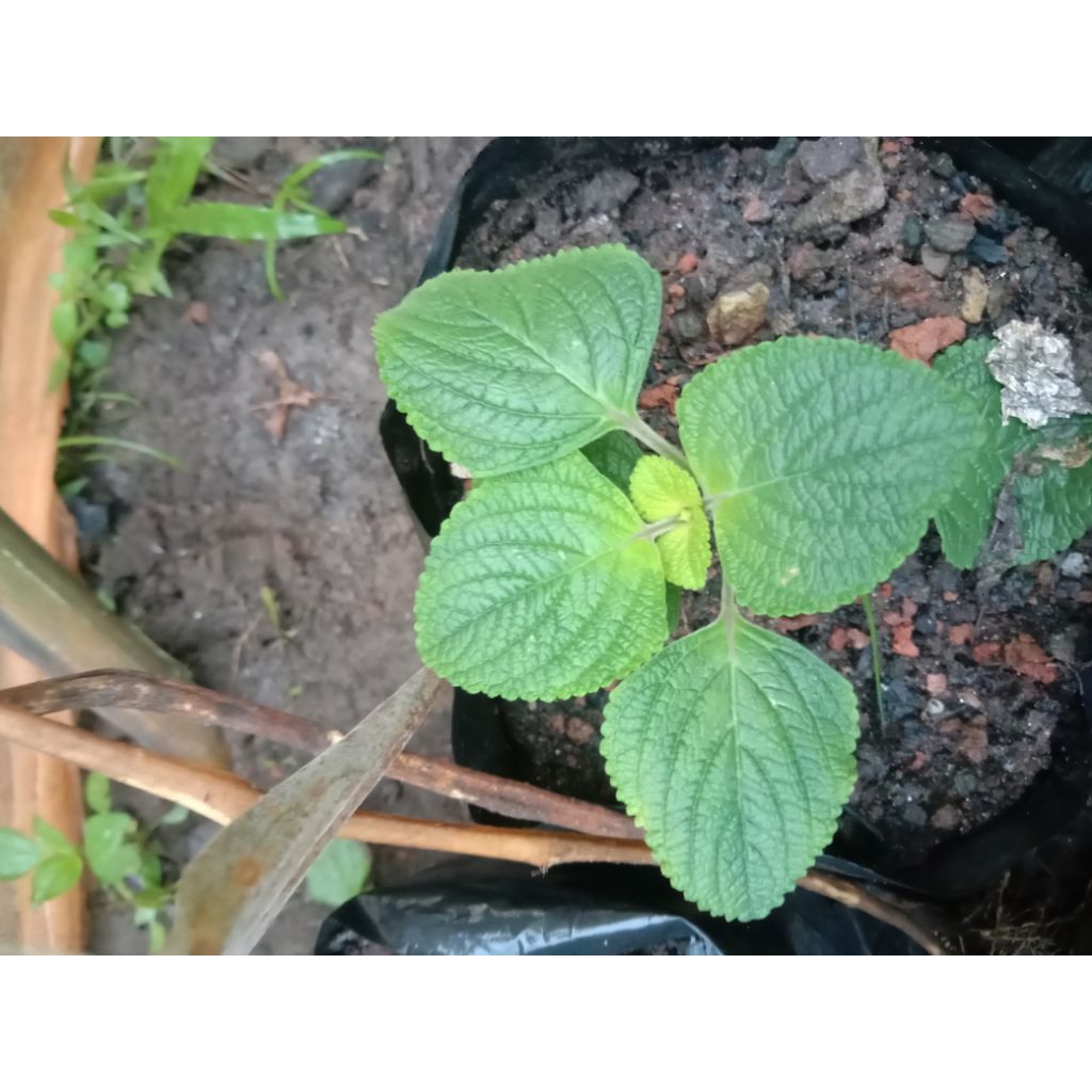 

Perilla Korea Bisa Dikonsumsi ( Korean Barbeque )