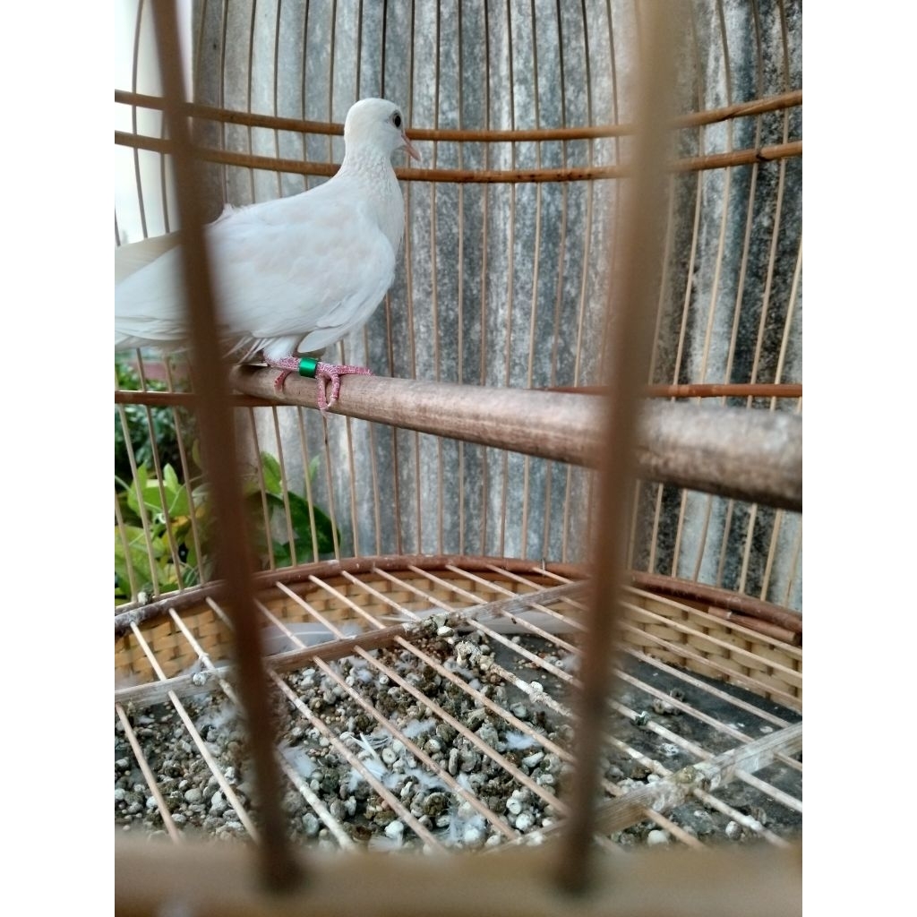 tekukur putih cremino kuk3