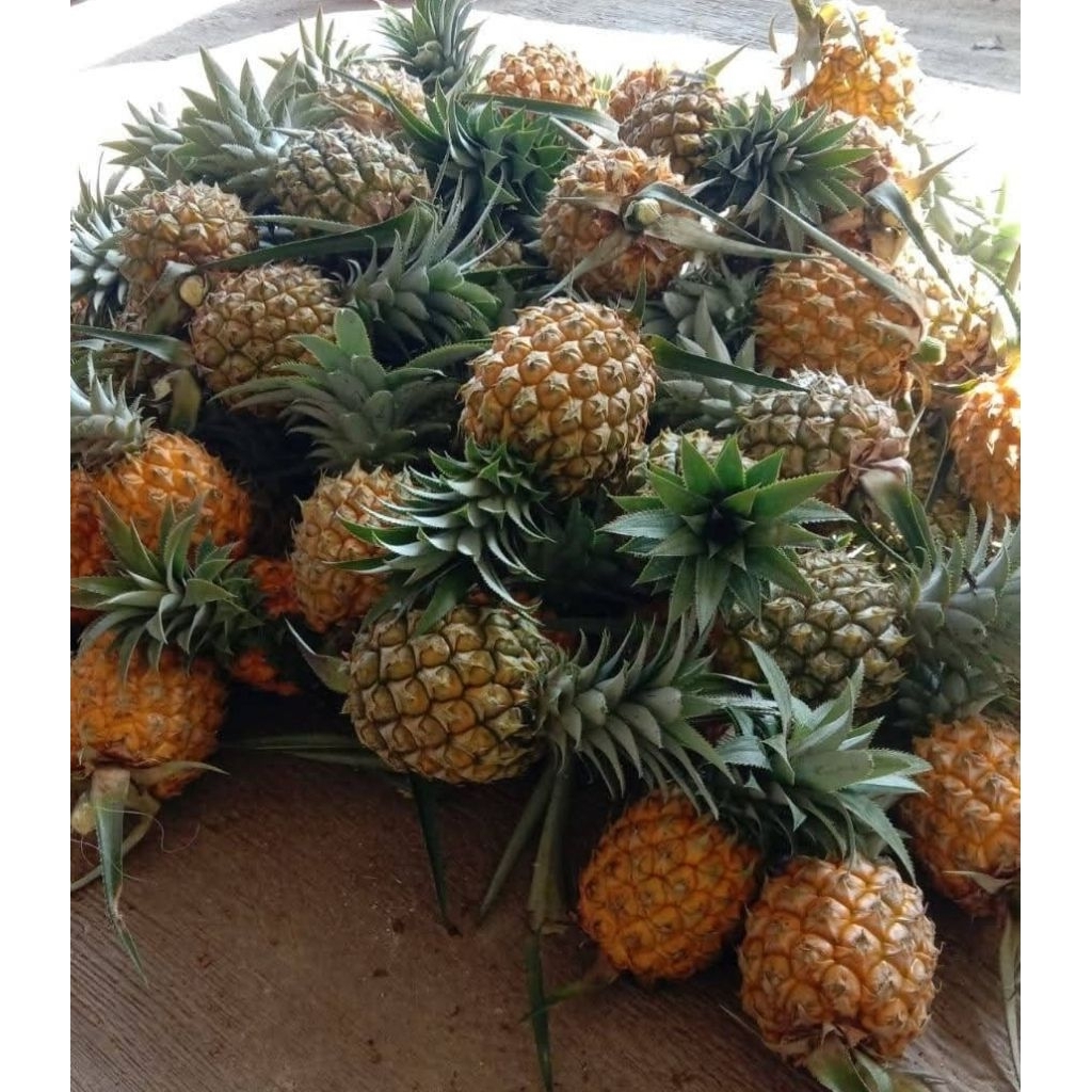 

Nanas Super madu segar 2 Biji