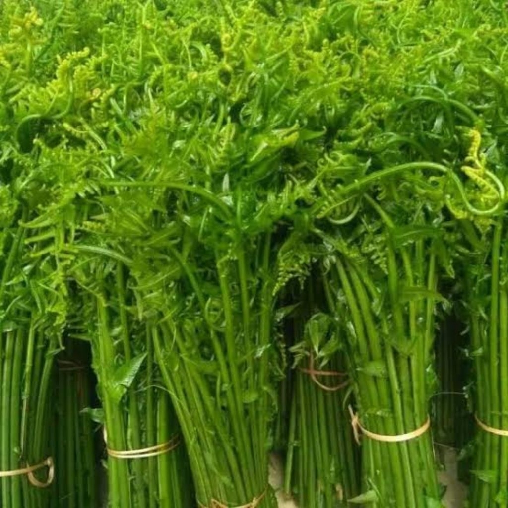 

Tumbuhan Daun Pakis Sayur Segar 250 Gram / Tumbuhan Daun Pakis Muda Segar