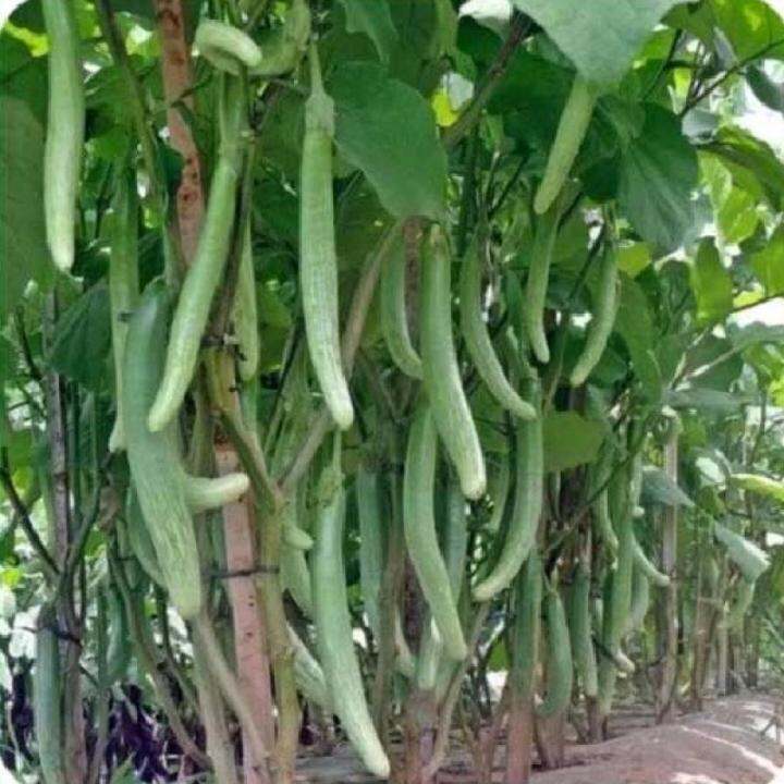 

25 benih,biji,bibit terong hijau panjang