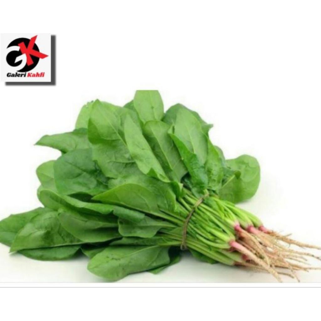 

Sayur Bayam Fresh Berkualitas - 1Iket