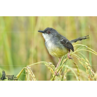 Ciblek Semi Banyuwangi Bekasi