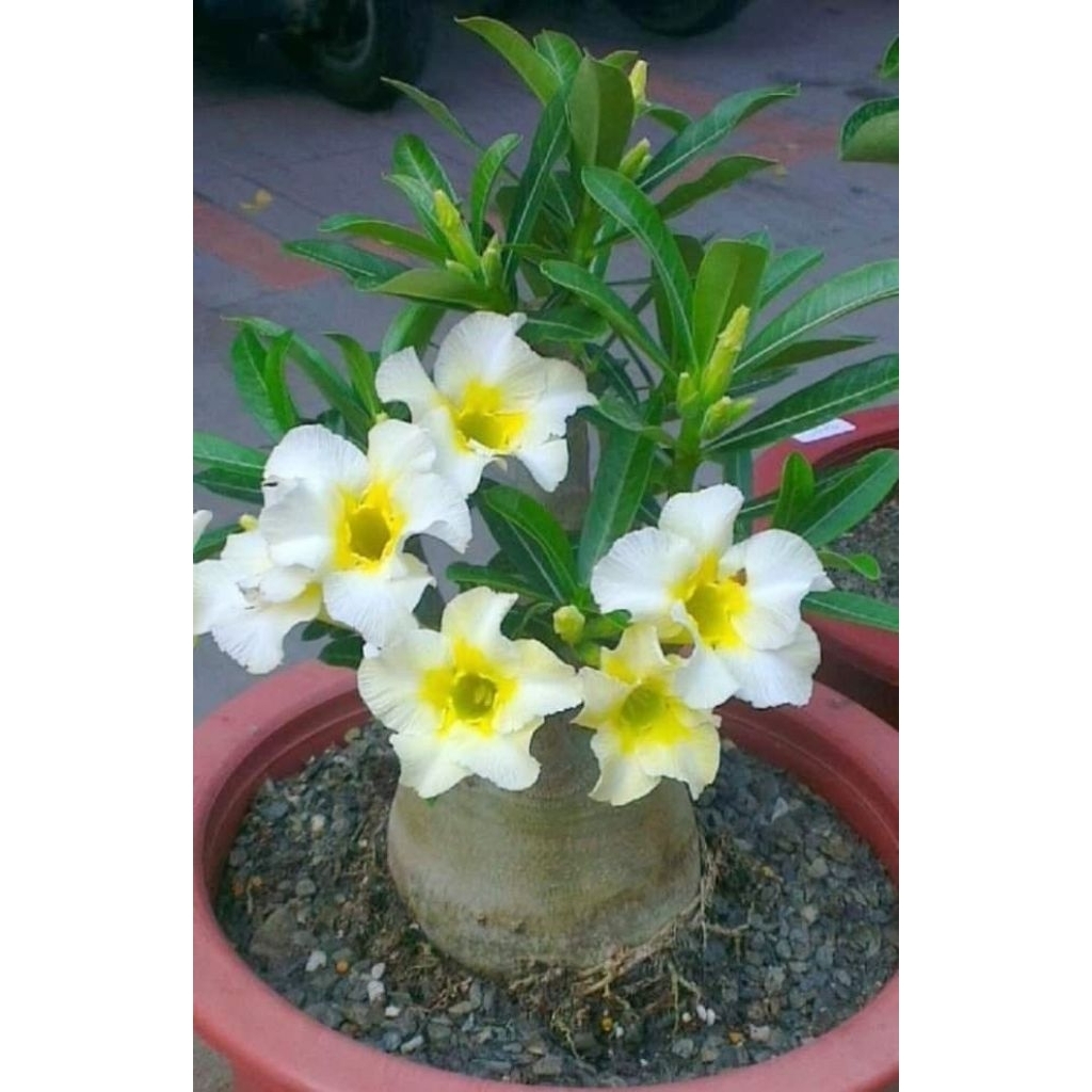 Adenium bunga tumpuk bunga putih / Tanaman hias adenium kamboja jepang