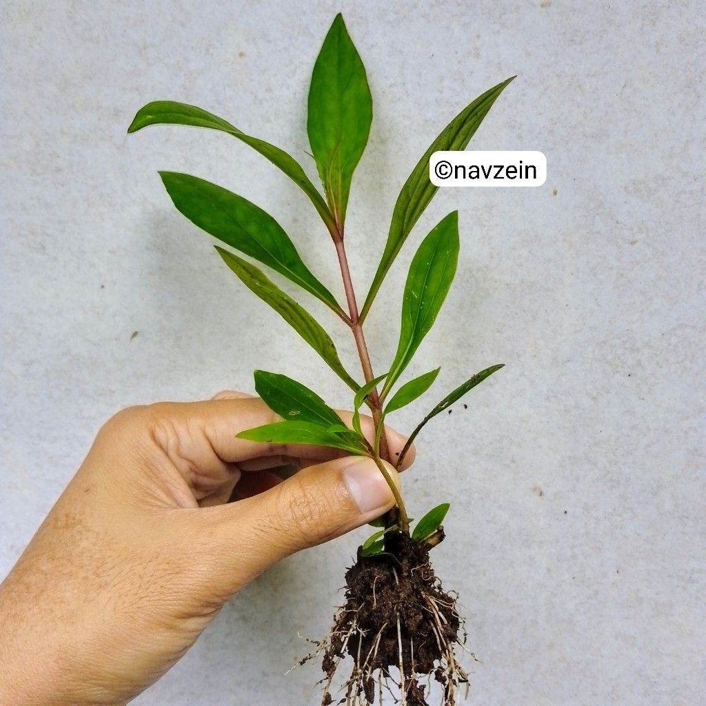 

Prasman Genjik 10 BIBIT LEBIH MURAH | Kualitas Super