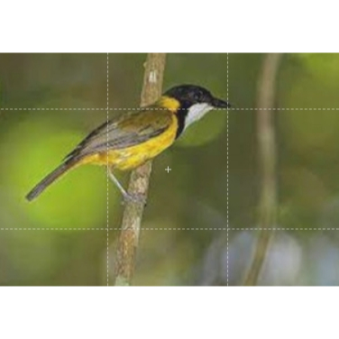 

Bimoli Jantan Bekasi