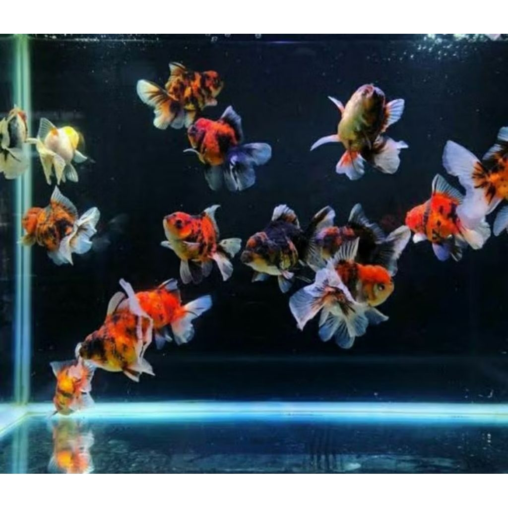 PAKET ISI 20+ pakan|| KOKI CAMPURAN SIZE 4CM SUPER GRADE A/Oranda/panda/dogbulg/red cup