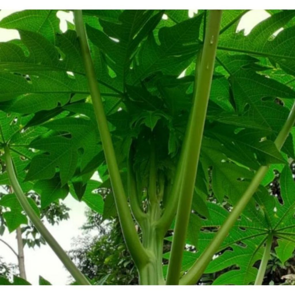 

Daun pepaya muda untuk lalapan 10 batang