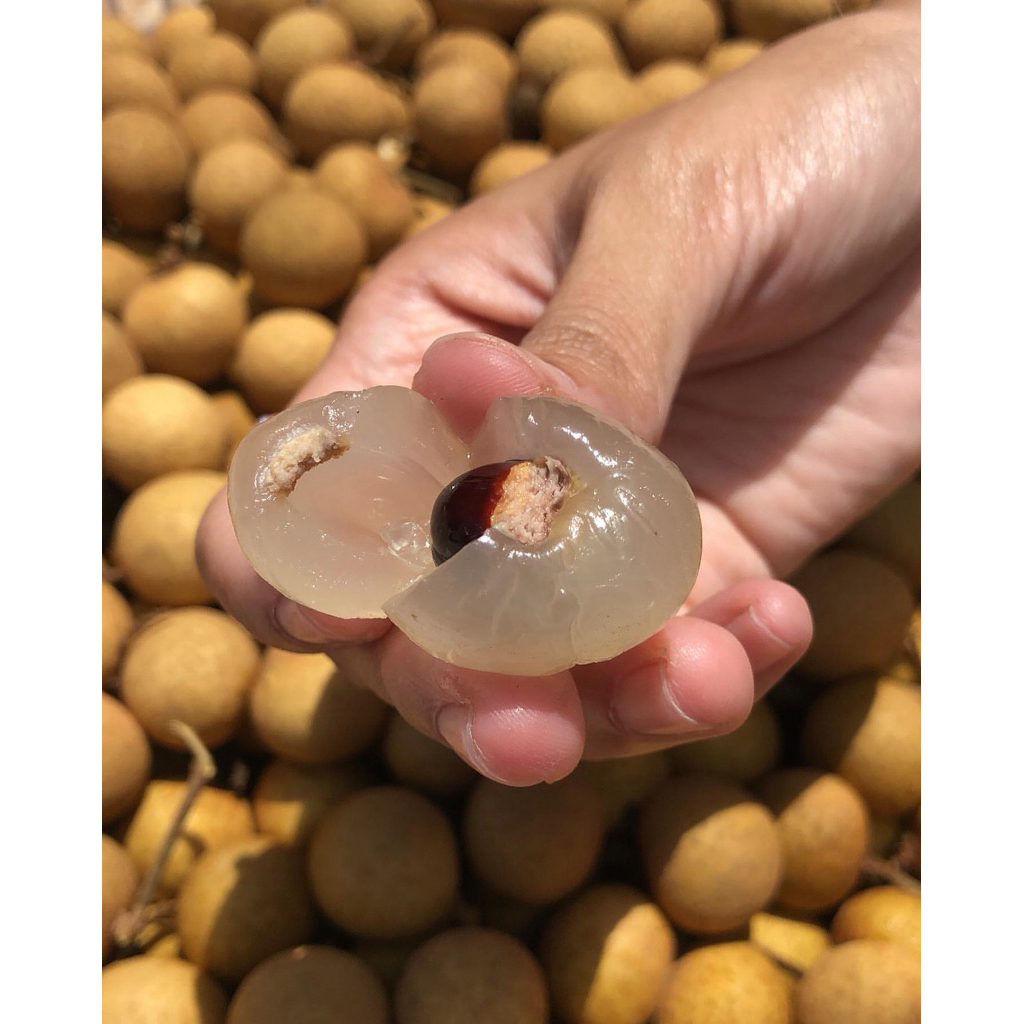 

KELENGKENG BANGKOK FRESH