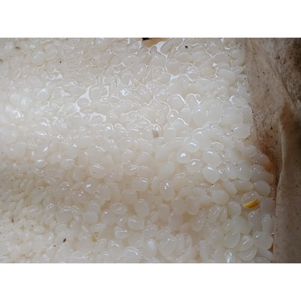 

BUAH KOLANG KALING SEGAR FRESH / 1 KG