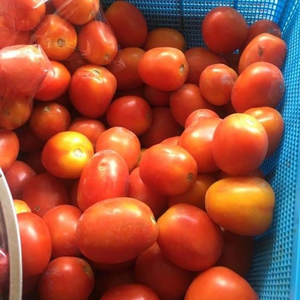 

tomat merah sayur fresh termurah 250 gr 500 gr 1 kg