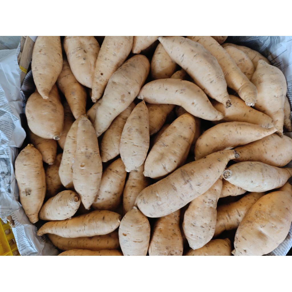 

UBI CILEMBU (SEDANG)