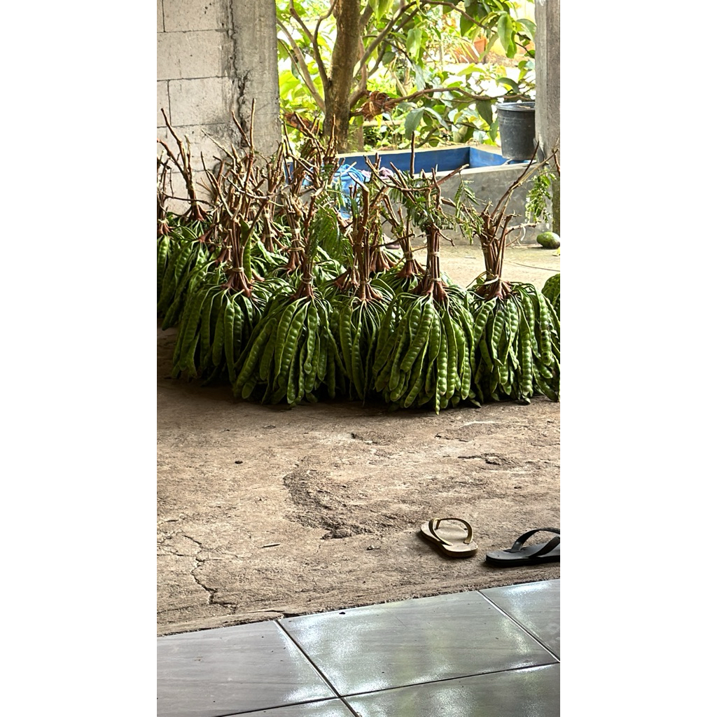 

PETE TUA FRESH per 1 PAPAN PER 1 LONJOR