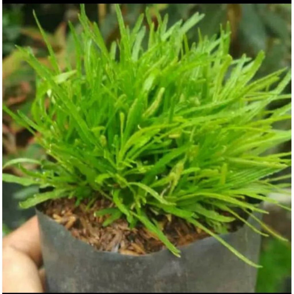 tanaman hias krokot jarum / krokot jarum hijau/krokot