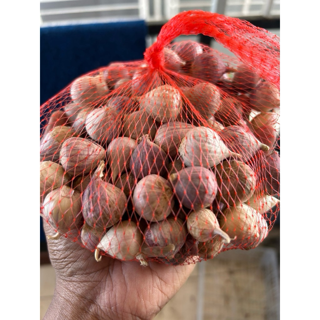 

bawang tunggal atau bawang kesehatan atau bawang lanang