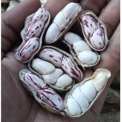 

BENIH/BIBIT KACANG HIBRIDA KERING PREMIUM 500 GRAM