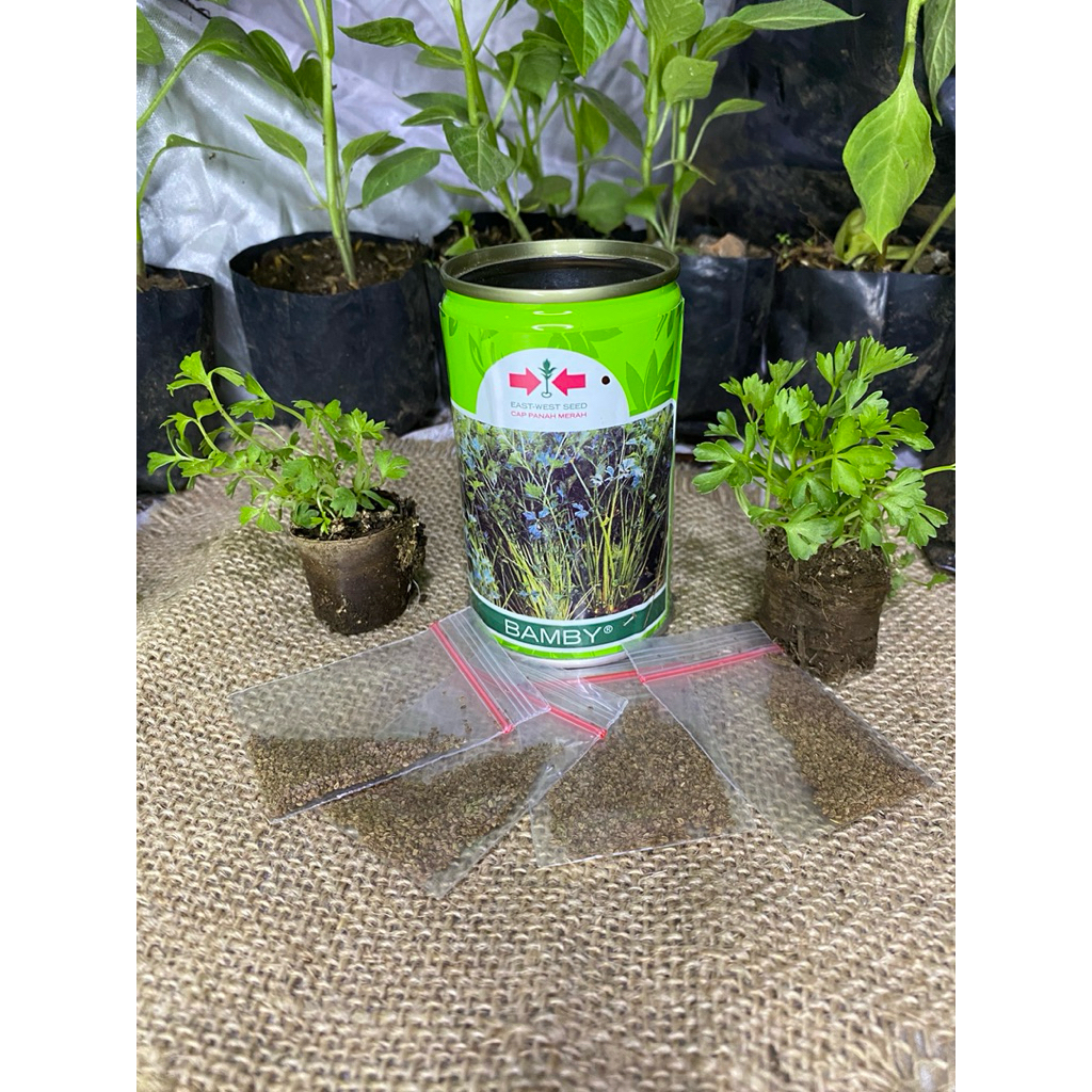 BENIH SELEDRI REPACK VARIETAS BAMBY