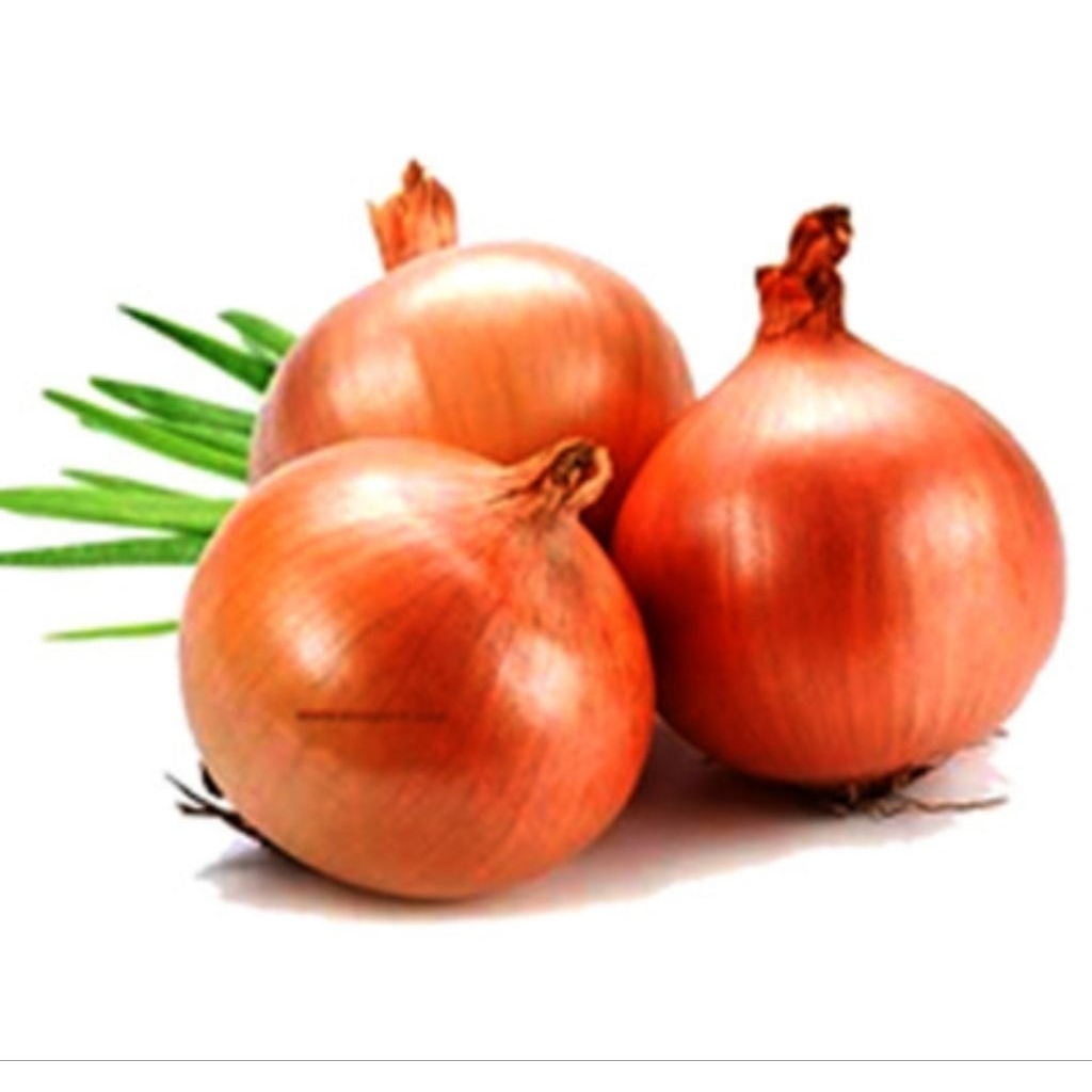 

bawang bombai new Zealand