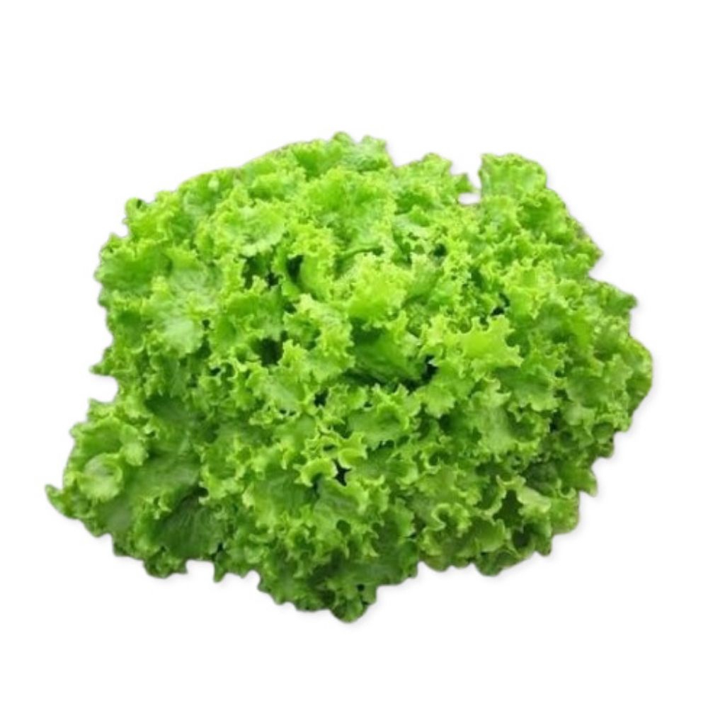 

Selada Hidroponik 250 gram — Sayur Segar Cilacap