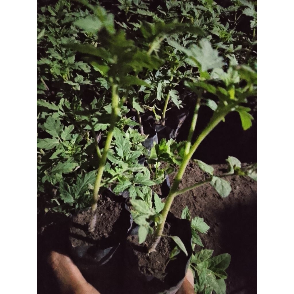 

bibit tomat merah jumbo/Florida buat masak(beli 2 gratis 1)