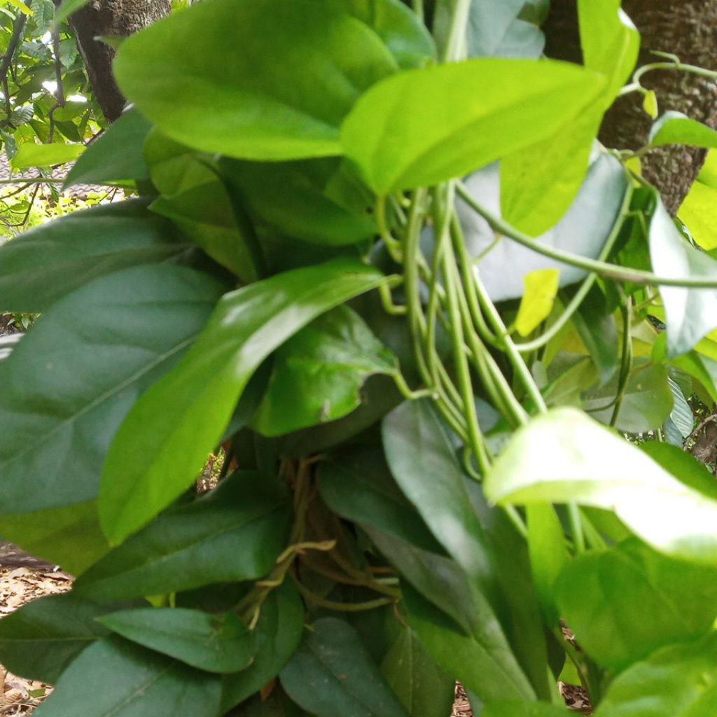 

Daun cincau rambat/cincau jelly 100 lbr fresh