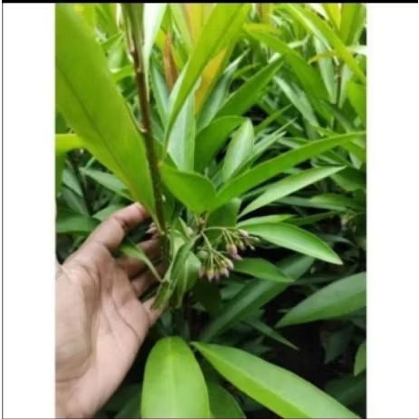

Daun lempeni segar, Ardisilia humilis, daun herbal segar diambil saatborder masuk oer10 lembar