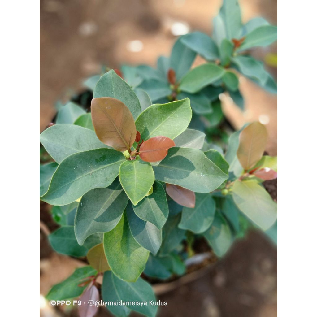 tanaman ficus microcarpa (iprik silver dwarf)