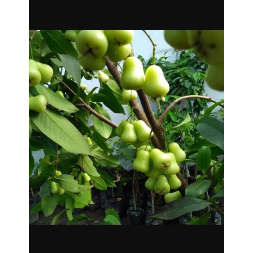 

jambu air segar 500 gram