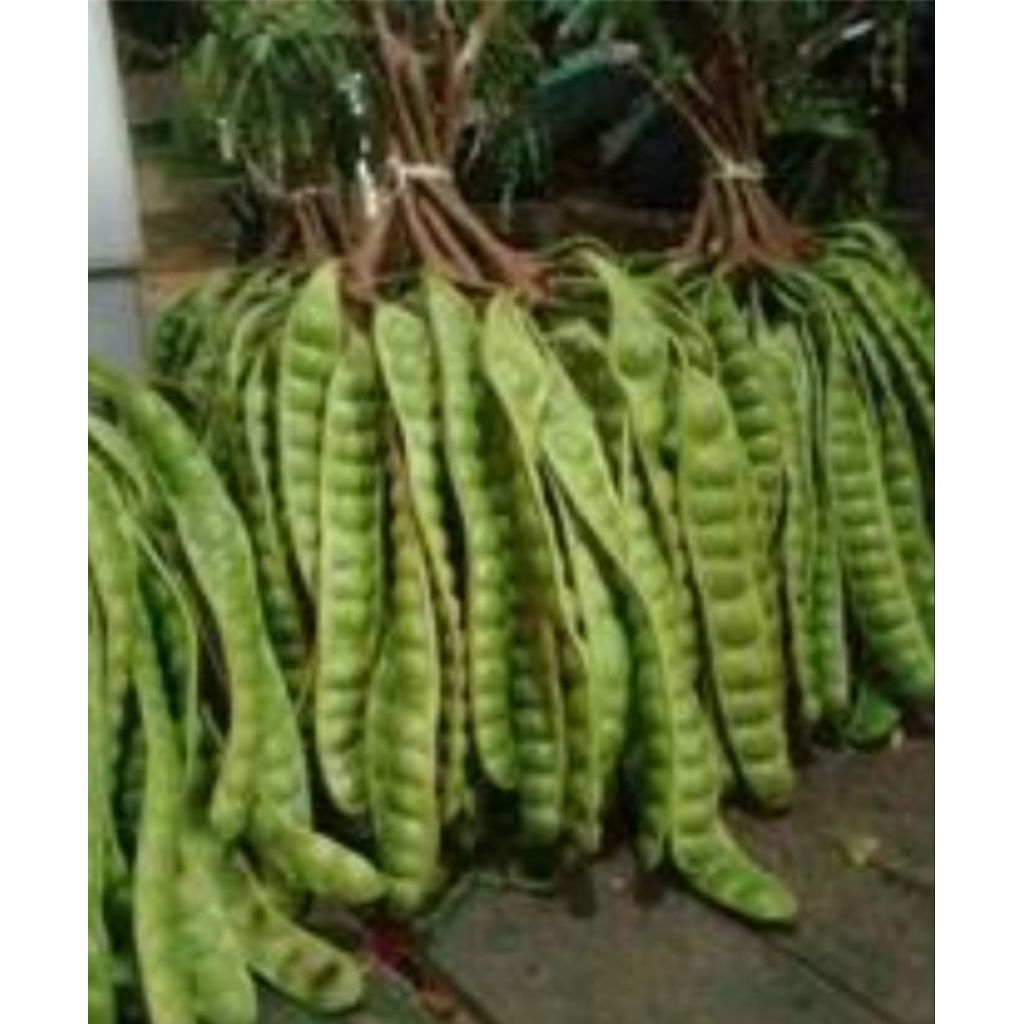 

petai tua isi 10 papan baru petik pohon