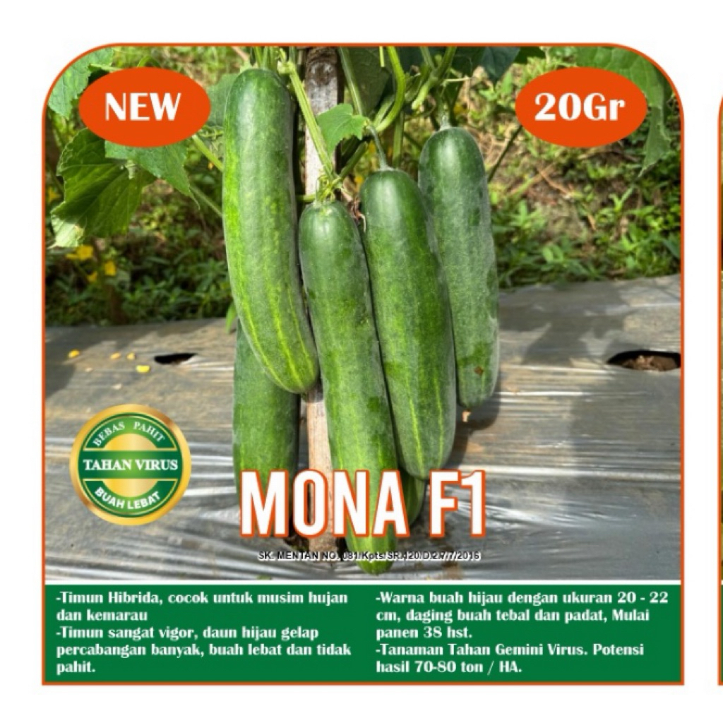 

MONA F1 (Benih Mentimun Type rujak/Herculas)