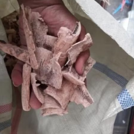 

Kulit pule kering,kulit kayu pule per100 gram, murah
