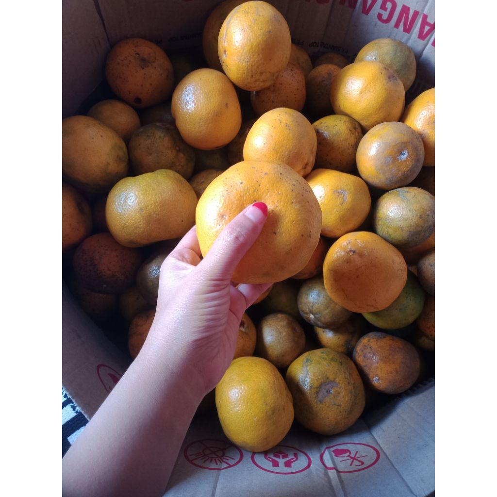 

Buah Jeruk Manis Fresh/Buah Jeruk Semboro 1000 Gram