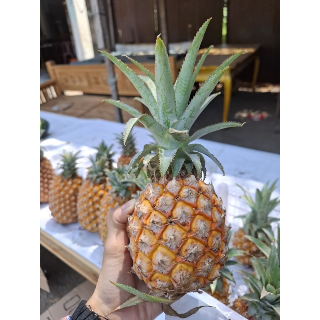 

Nanas Super Manis Legit