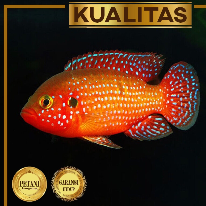 Red Jewel Siklid Ikan Hias Aquascape Hiasan Aquarium Tanaman Air Tawar