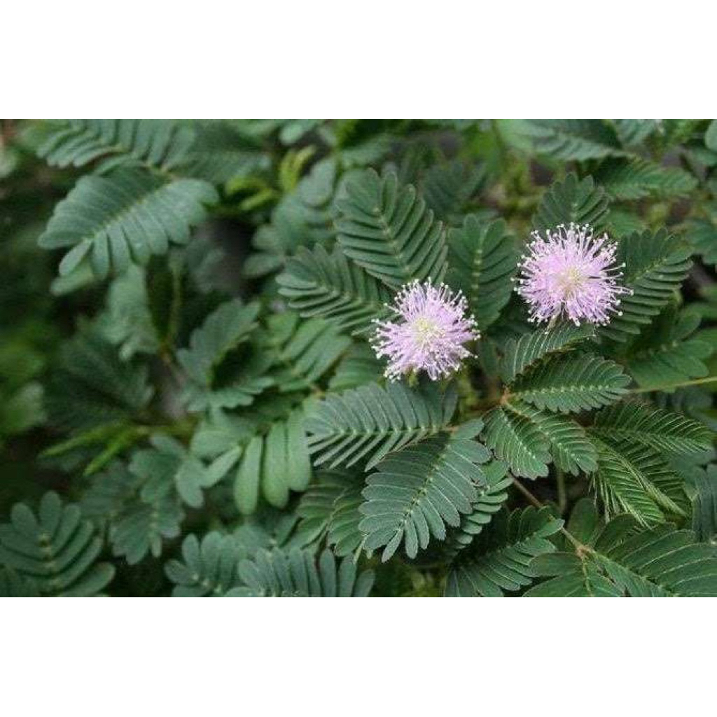 

Daun Putri Malu Segar | Herbal